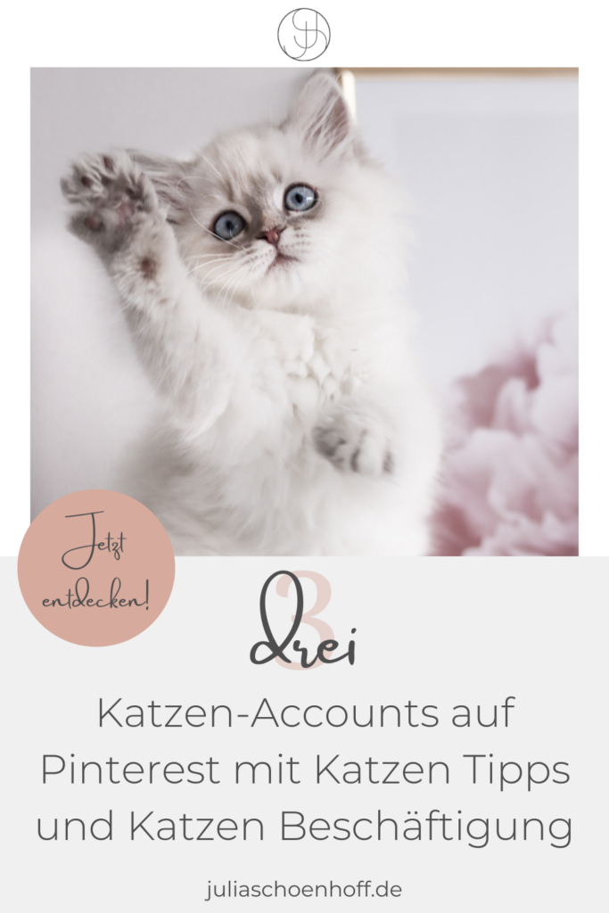 Pin Katzen Accounts auf Pinterest