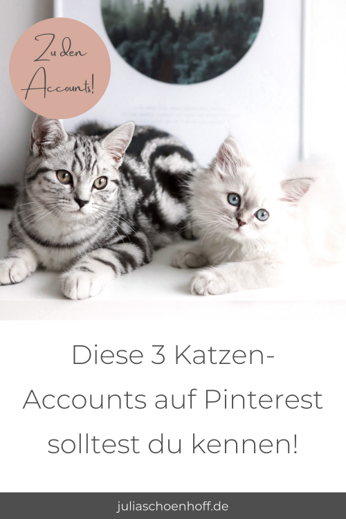 Katzen Accounts Pinterest Pin